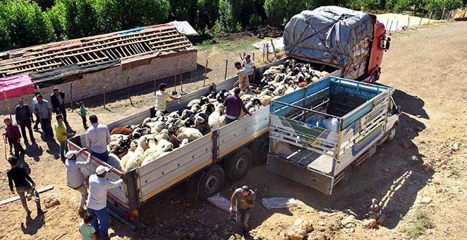 Muş'tan batı illerine kurbanlık sevkiyatı başladı