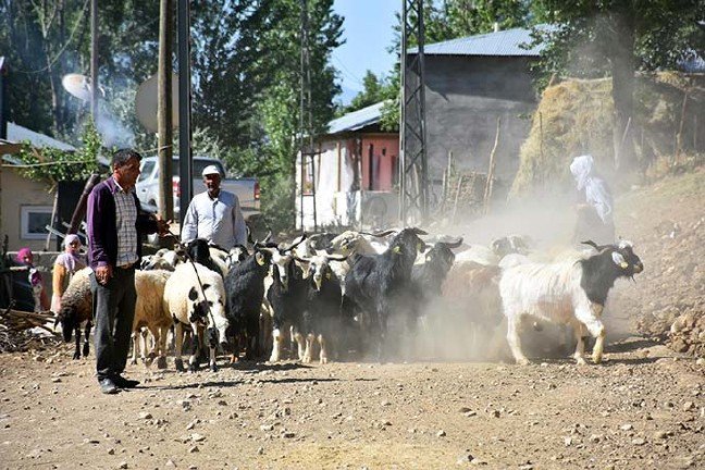 19-07/16/mustan-kurbanlik-sevkiyati-basladi_9772_dhaphoto4-1.jpg