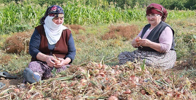 Amasya’da soğan hasadı başladı