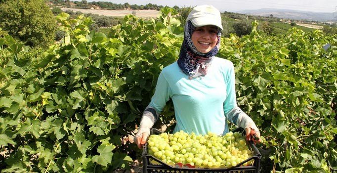 Mersin’de üzüm hasadı başladı