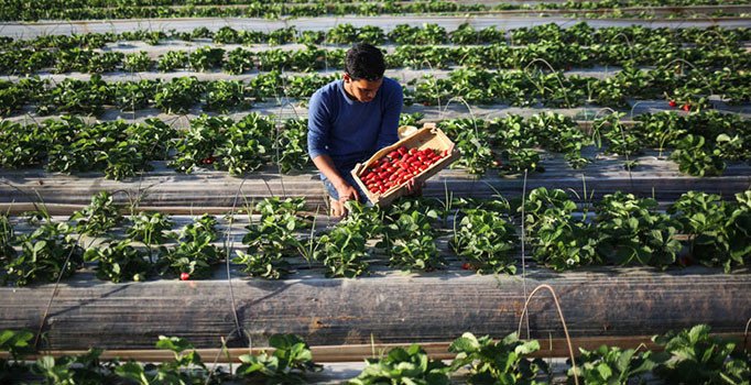 Batı Şeria’da üretilen mahsül İsrail malı değil