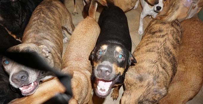 Kasırganın vurduğu Bahamalar'da bir kadın 97 sokak köpeğine evini açtı