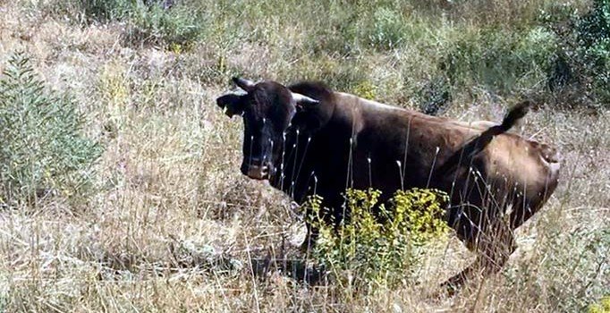 Kurban Bayramı'nda kaçan boğa yaylada bulundu, Haluk Levent devreye girdi