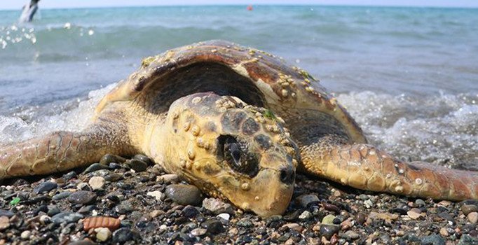 80 yaşındaki caretta carettayı çekiçle yaraladılar