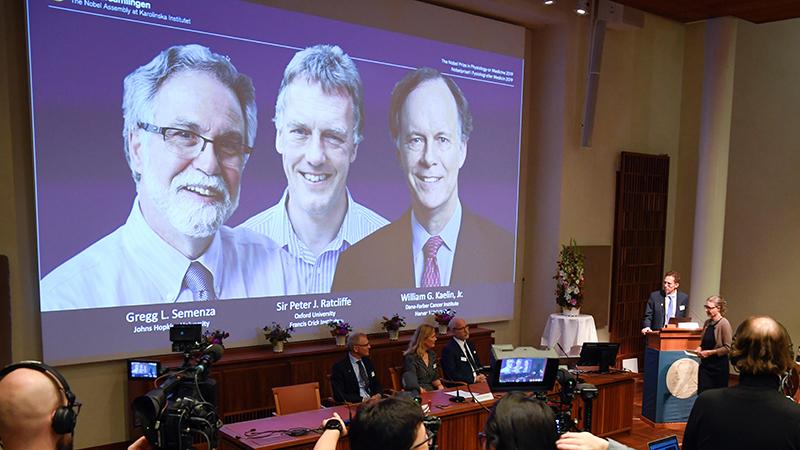 2019 Nobel Tıp Ödülü sahiplerini buldu