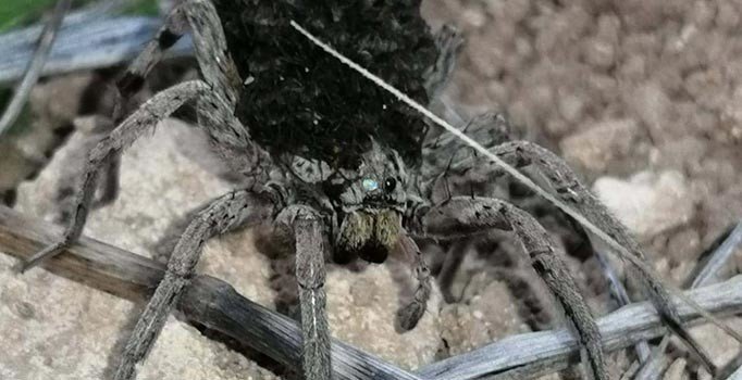 En tehlikeli 9 örümcek türünden biri Bilecik’te görüldü